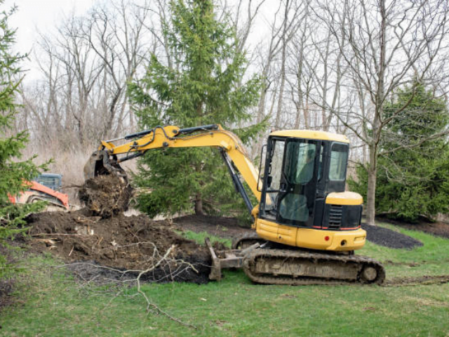 tree removal, stump removal