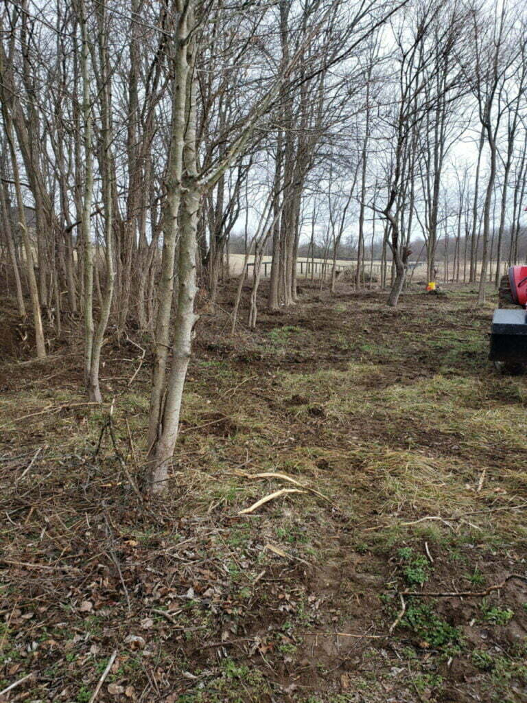 lot clearing, land clearing, tree removal, brush clearing,